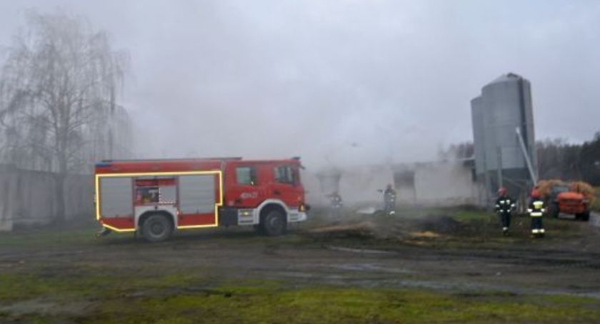 Spłonęła ferma drobiu. Zginęło 6 tysięcy indyków