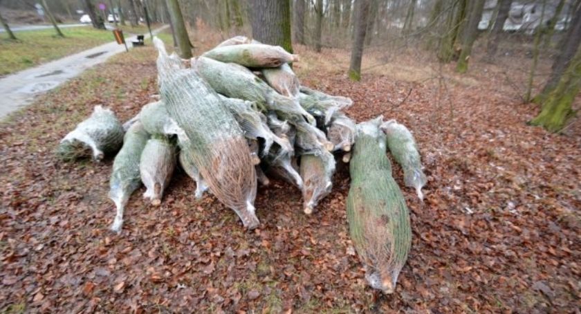 Wyrzucili choinki