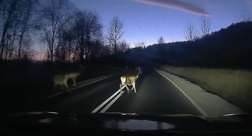Uwaga na zwierzęta na drodze