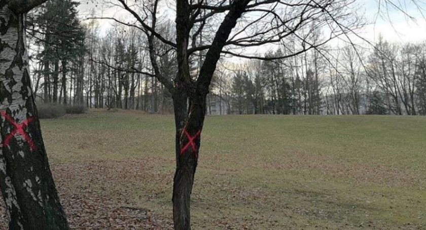 W kilku punktach miasta wycinane są drzewa. Dlaczego?