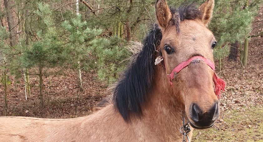 Źrebak z wrośniętą uprzężą i ranami na głowie 