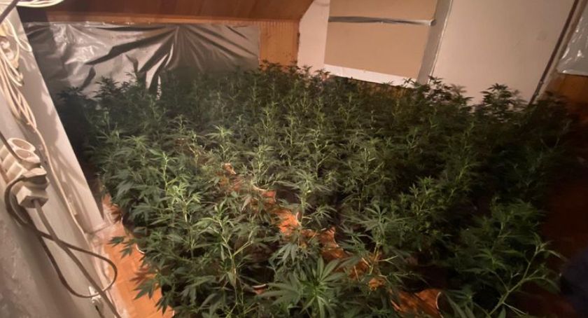 Policjanci zlikwidowali plantację konopi indyjskich.