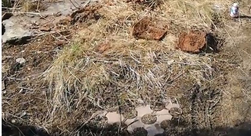 Nieznani sprawcy okradli Zwierzęcą Przystań w Jeleniej Górze