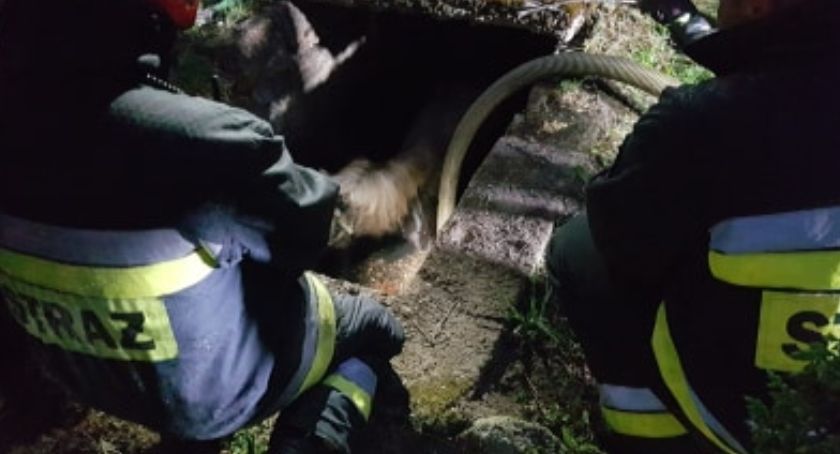 W Przesiece kucyk wpadł do zbiornika na szambo