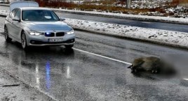 Konającym zwierzętom poszkodowanym w kolizjach nie ma kto udzielić pomocy