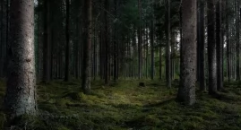 Myśliwy postrzelony w głowę podczas polowania