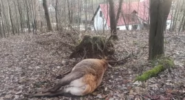 Kto zastrzelił jelenia ze Szklarskiej Poręby? Mieszkańcy są zrozpaczeni. 