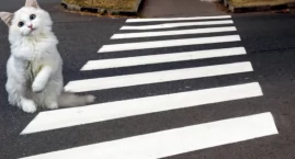 Pomogli empatyczni Strażnicy Miejscy