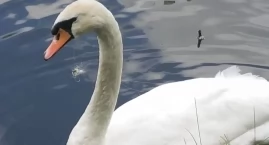 Łabędź uwięziony przez żyłkę wędkarską na rzece Bóbr&hellip;