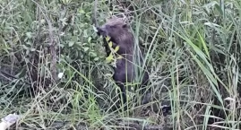 Bóbr uwięziony w basenie. Akcja ratunkowa na Rakownicy