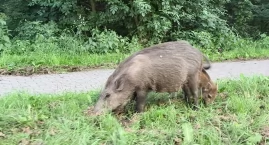 Dziki przy Sobieszowskiej. Ludzie boją się tamtędy s&hellip;
