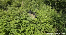 Nielegalna plantacja konopi zlikwidowana w Kowarach.&hellip;