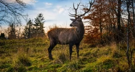 Sąd umorzył sprawę jelenia Bartka bez procesu. Pomim&hellip;