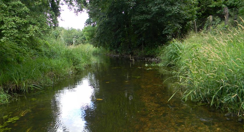 Walka z suszą