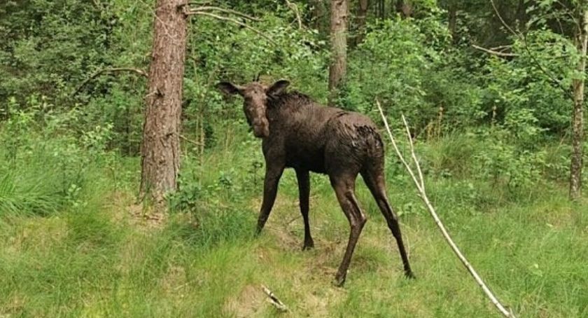 Tkwił po szyję w torfie