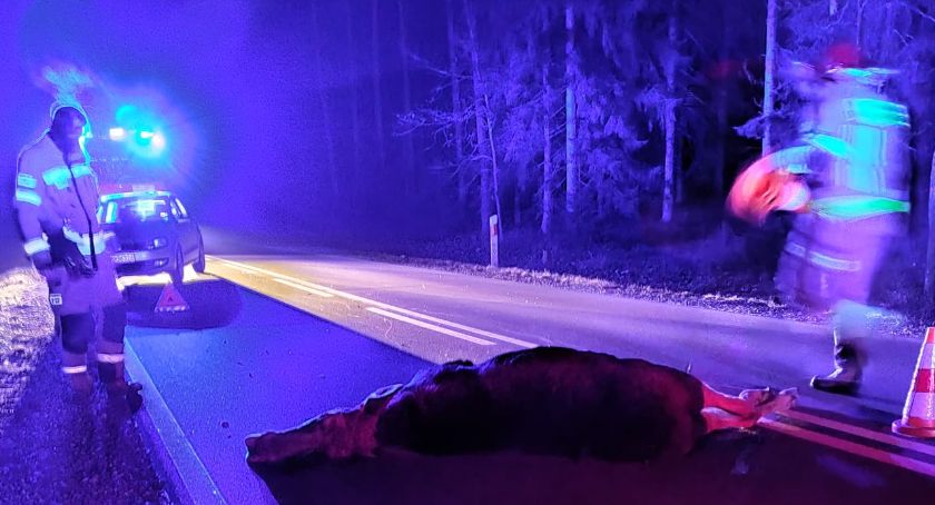 Wypadek z udziałem łosia