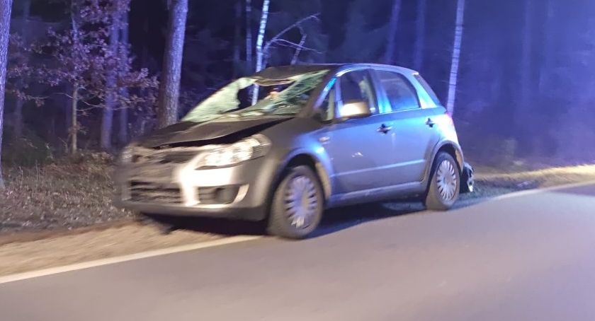 Kolejne zderzenie ze zwierzęciem