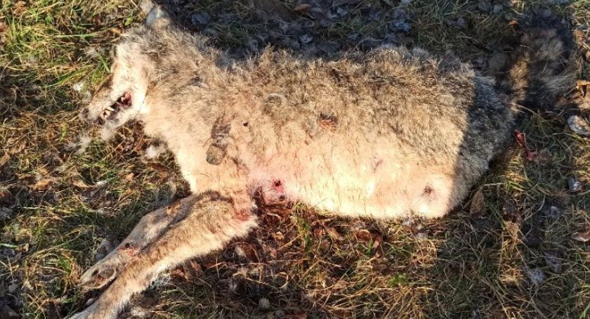 Wilk z Półkot zginął od rogu