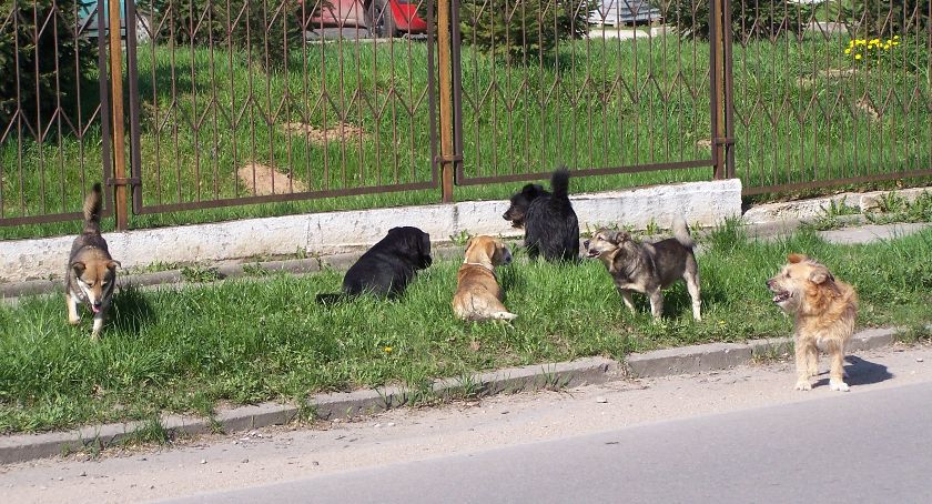 Problem z agresywnymi psami