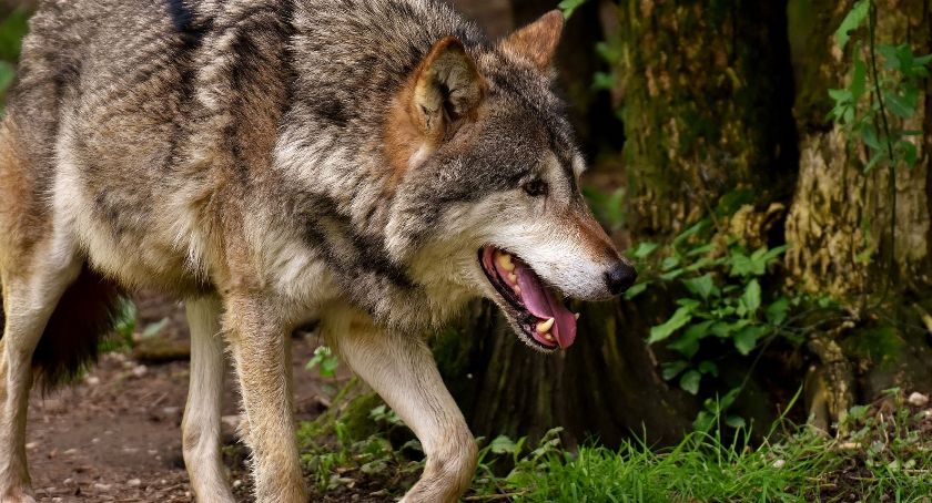 Jak chronić zwierzęta przed wilkami?