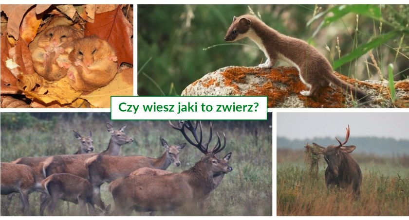 Czy wiesz jaki to zwierz?