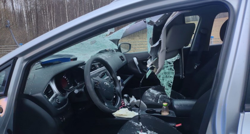 Łoś wbiegł przed przed samochód Policji