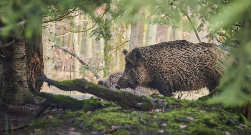 Odstrzały dzików w powiecie sejneńskim
