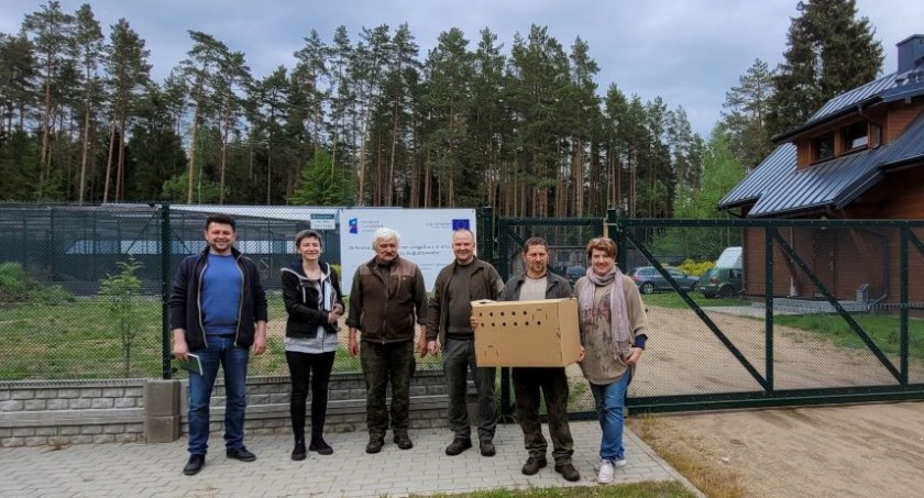 Głuszec z Głębokiego Brodu pojechał do Lubina