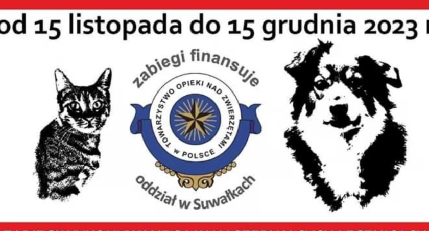 Bezpłatna sterylizacja kotek i suczek