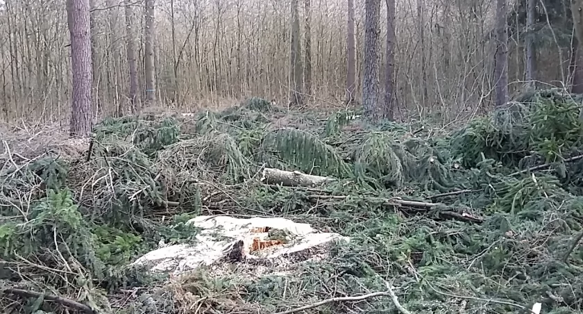 Jest szansa na powstrzymanie wycinki lasów