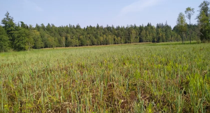 Chronią torfowiska w Nadleśnictwie Pomorze