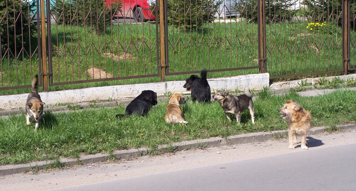 Radni znieśli podatek od posiadania psów