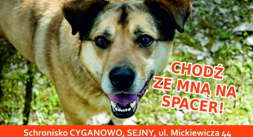 Mikołajkowy spacer z psem