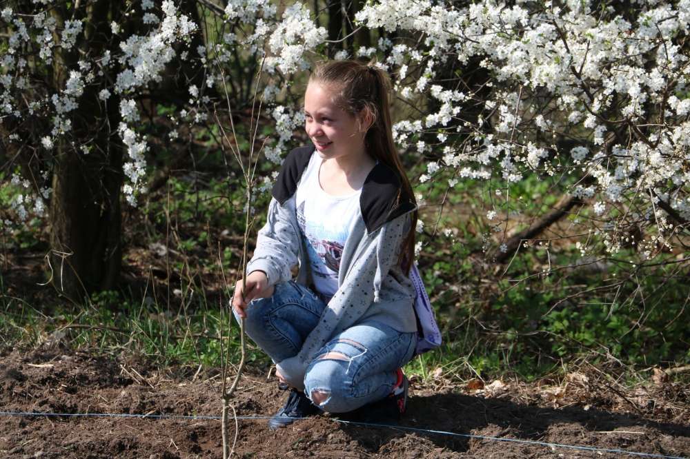 Posadzono 100 dębów