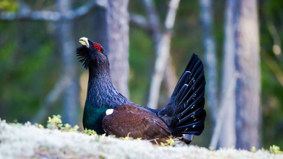 Głuszec z Głębokiego Brodu w warszawskim ZOO