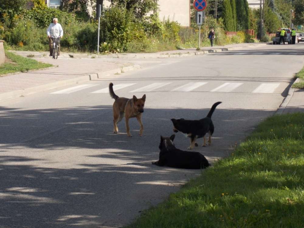 Uwaga na bezpańskie psy