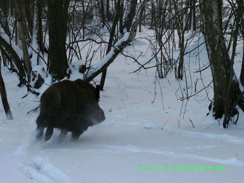 Śnieżna zima na Sejneńszczyźnie