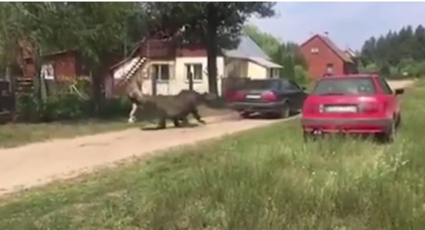 Bili i ciągnęli za samochodem