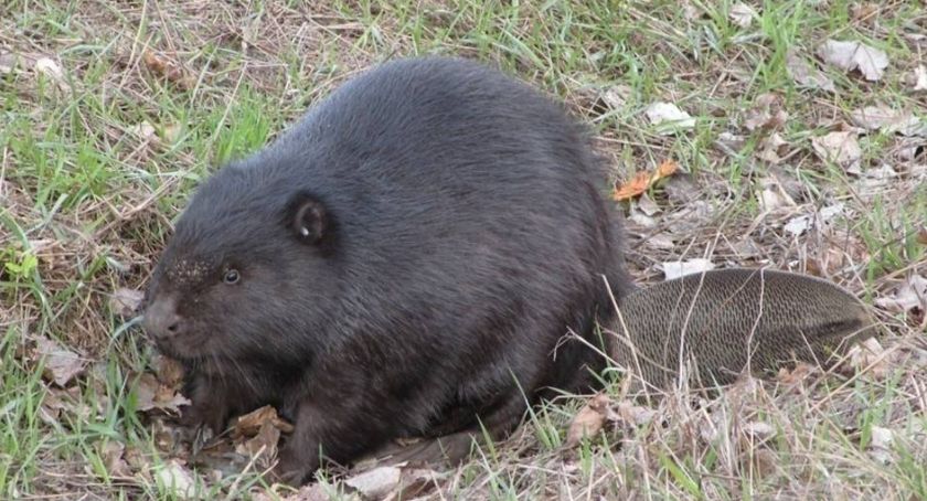 Wilki jedzą... bobry