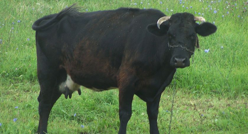 Pieniądze na bardziej humanitarną hodowlę zwierząt