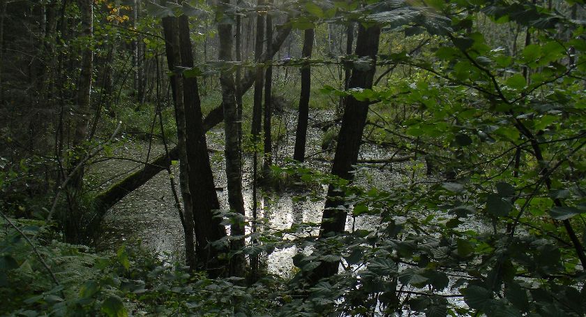 Inwentaryzacja przyrody