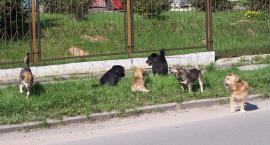 Problem z agresywnymi psami