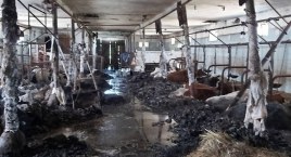 W areszcie za znęcanie się nad zwierzętami