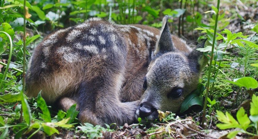 Nieodpowiedzialność turystów - zabrali małego jelonka z lasu