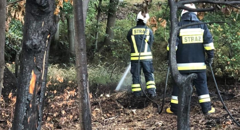 Pożar ściółki leśnej