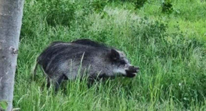 Po Legnicy nadal grasują dziki. Zobaczcie zdjęcia naszego czytelnika