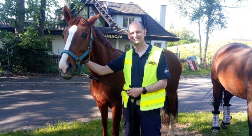 Policja musiała zamknąć A4 i ewakuować konie, bo ludzie wykazali się głupotą 