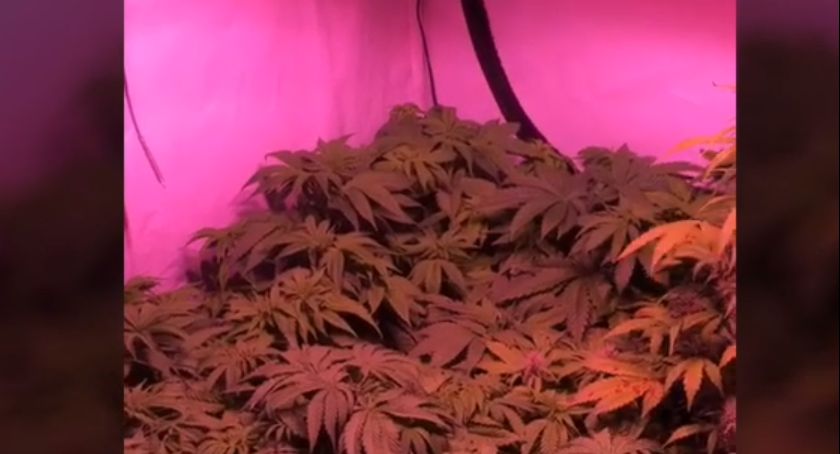 Policja zlikwidowała plantację marihuany na terenie Legnicy [FILM]
