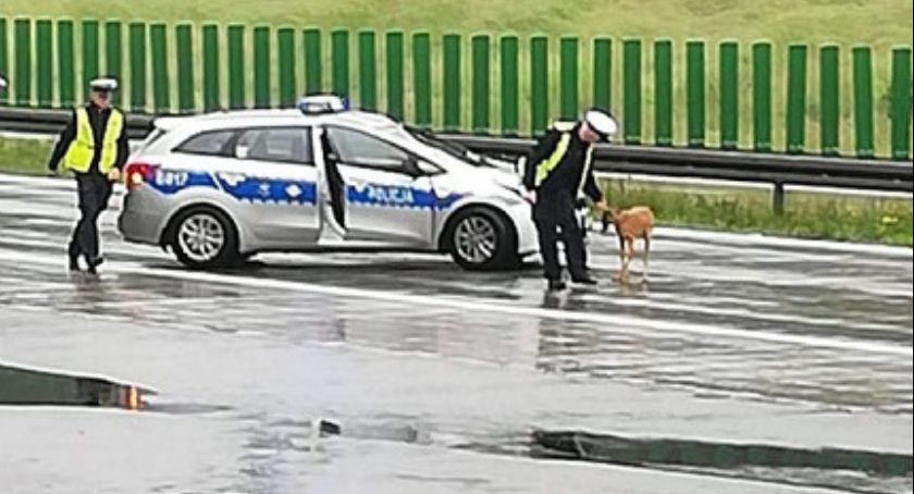 Drogówka pomogła zagubionemu na autostradzie młodemu jelonkowi [FOTO]
