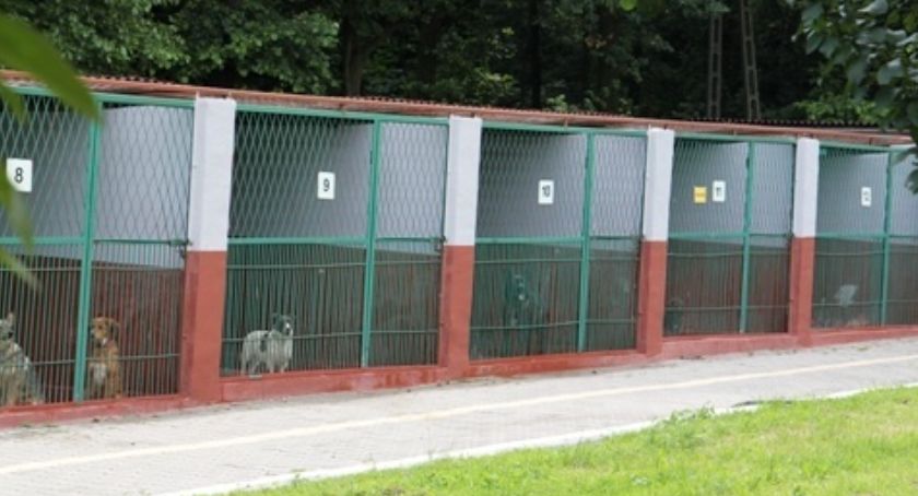 Kiedy zostanie otwarte legnickie schronisko dla bezdomnych zwierząt?